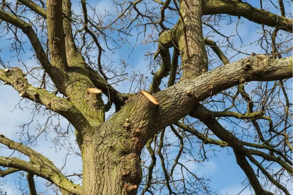Tree Risk Assessment How Important Is It For Property Owners?