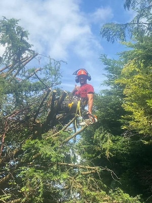 Tree pruning for a commercial client in chepstow