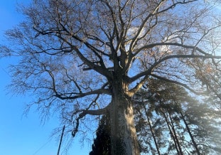 tree preservation orders Llanover